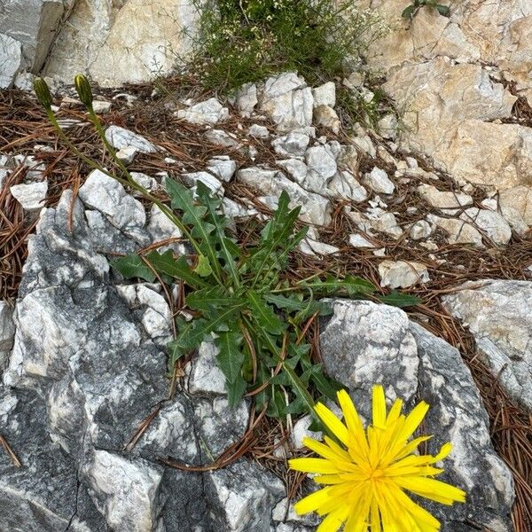 Leontodon crispus Habit