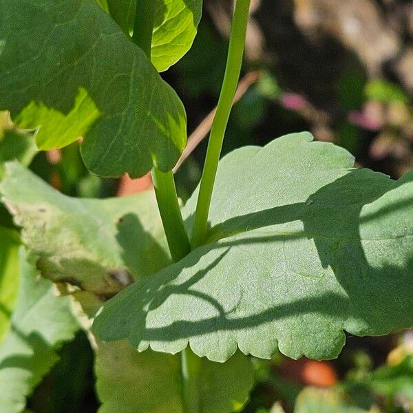 Papaver somniferum Levél