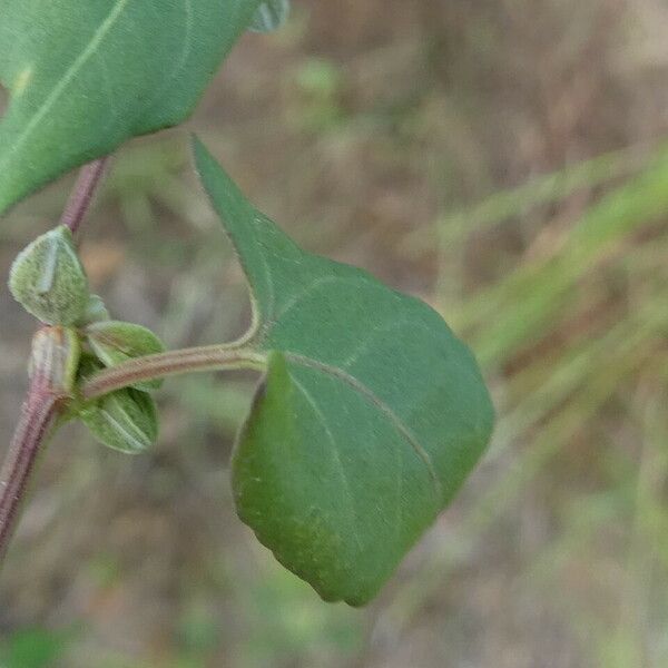 Fallopia convolvulus Лист