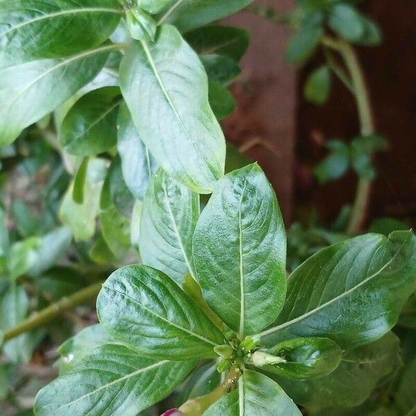 Catharanthus roseus Blad