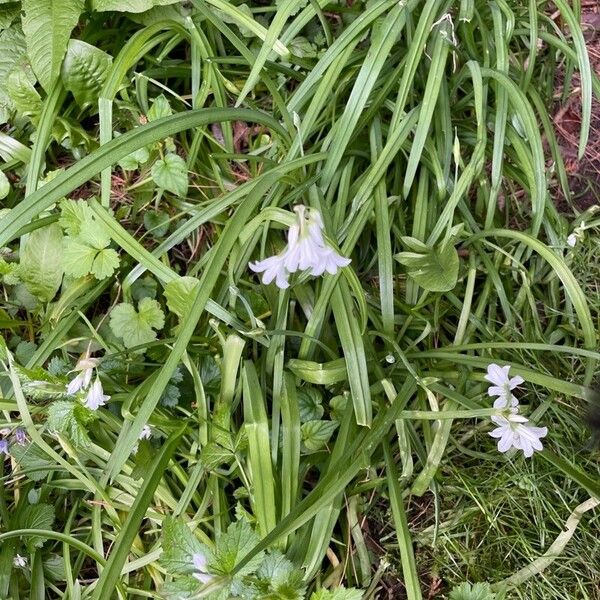 Allium triquetrum Folio