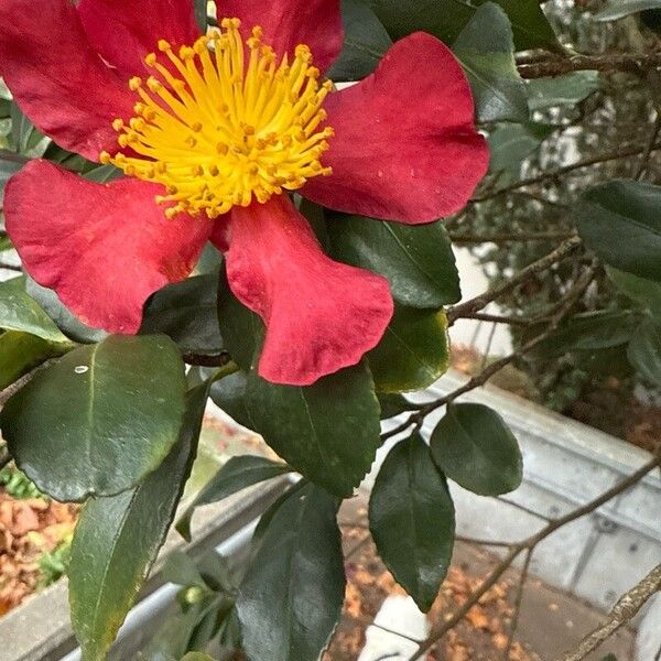 Camellia sasanqua 花