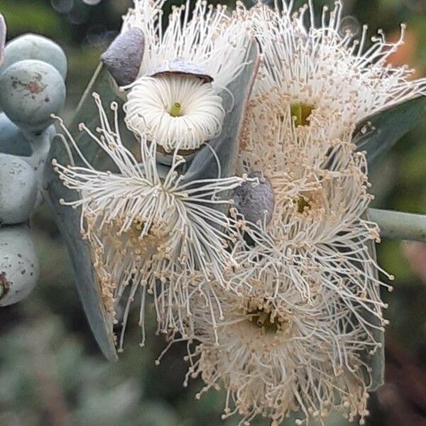 Eucalyptus pulverulenta 花