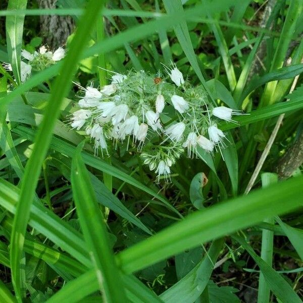 Allium cernuum Fiore