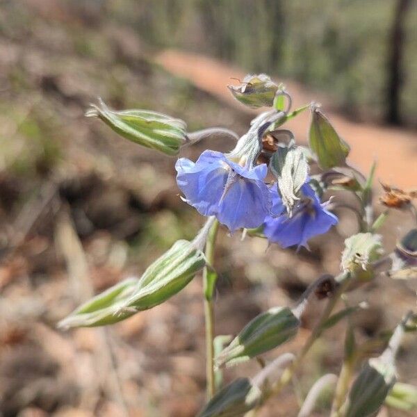 Trichodesma zeylanicum Flower