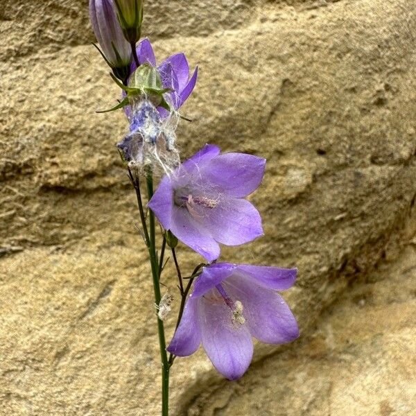 Campanula rotundifolia Flower