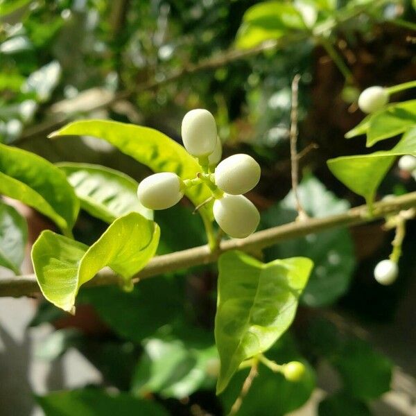 Cestrum nocturnum ഫലം