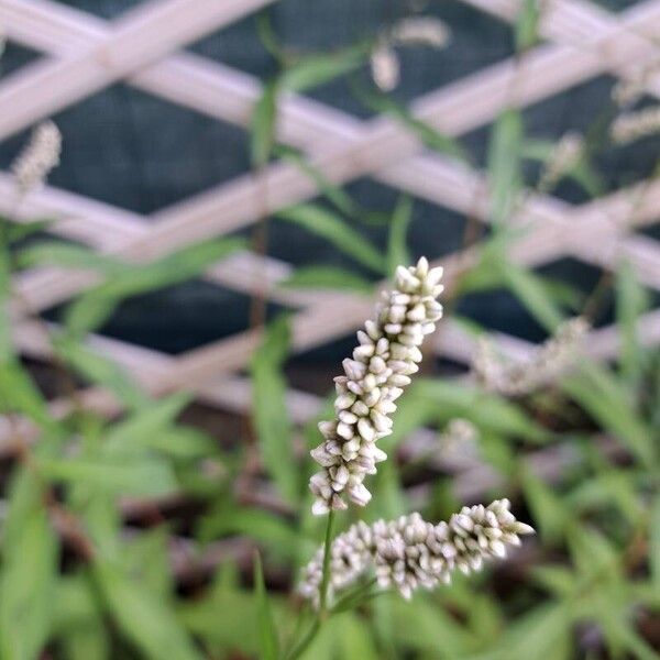 Persicaria lapathifolia Fiore