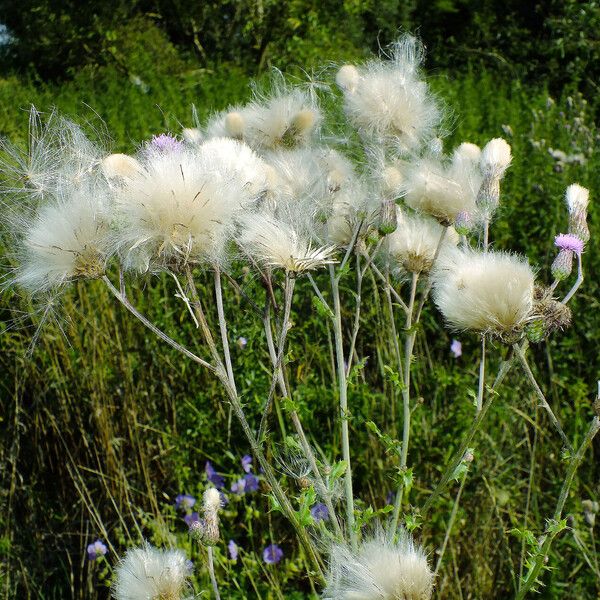 Cirsium arvense ফল