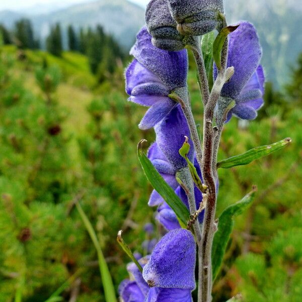 Aconitum napellus Flower