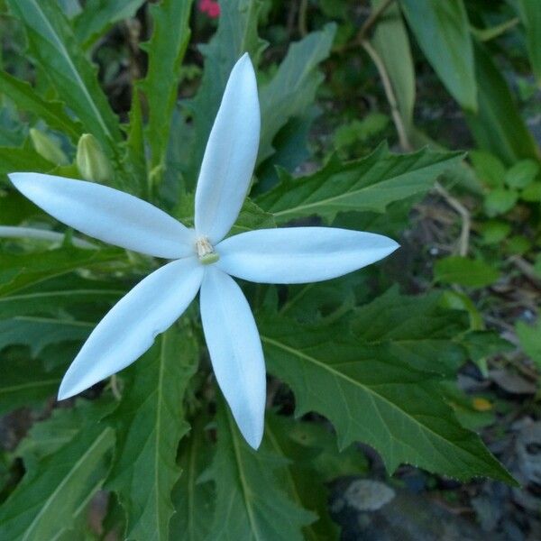 Hippobroma longiflora Kvet