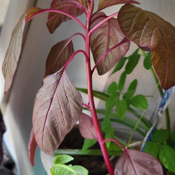 Amaranthus cruentus Leaf