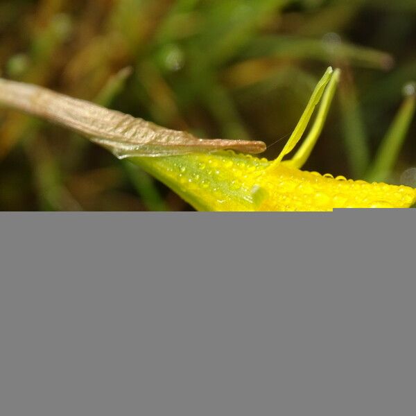 Narcissus bulbocodium Blodyn