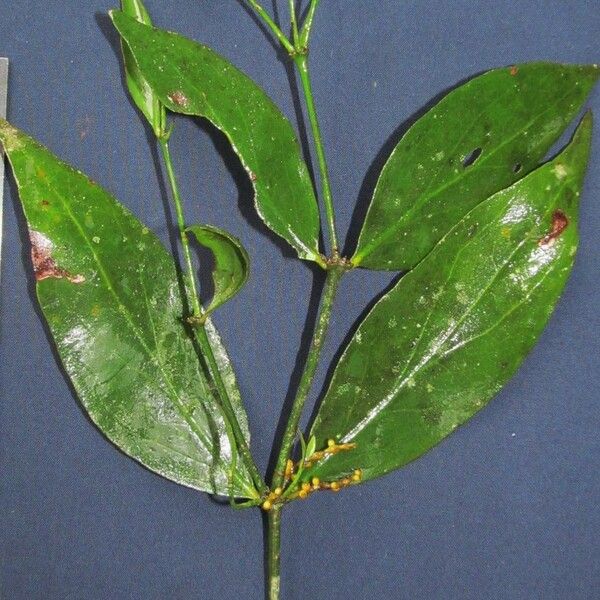 Phoradendron crassifolium Övriga