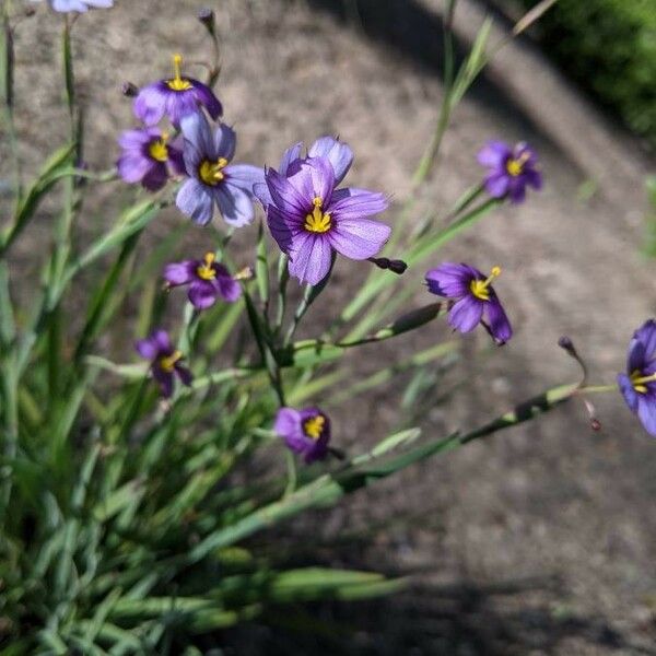 Sisyrinchium angustifolium Blomst