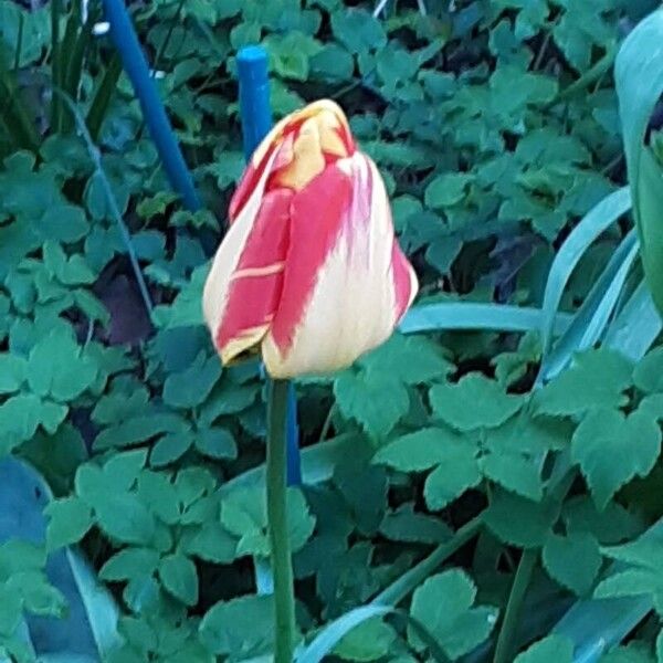 Tulipa gesneriana Fiore