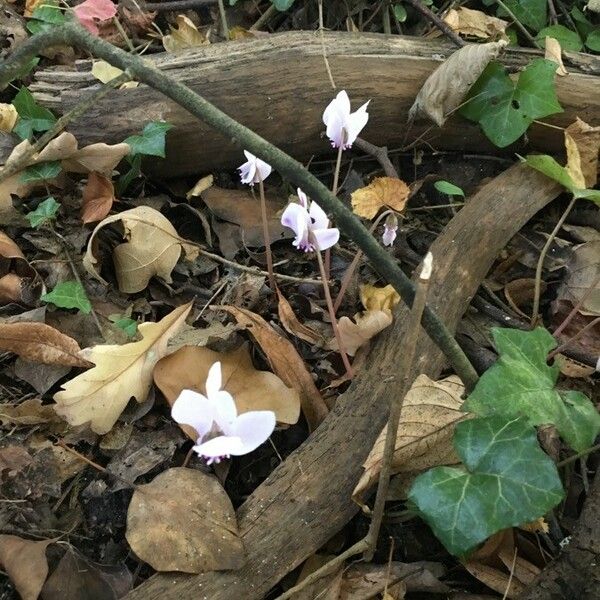 Cyclamen hederifolium Цвят