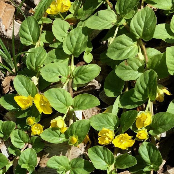 Lysimachia nummularia Flower