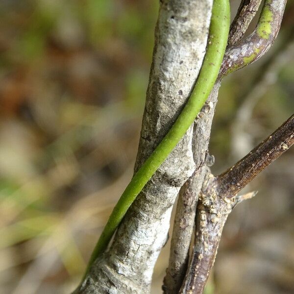 Abrus precatorius Bark