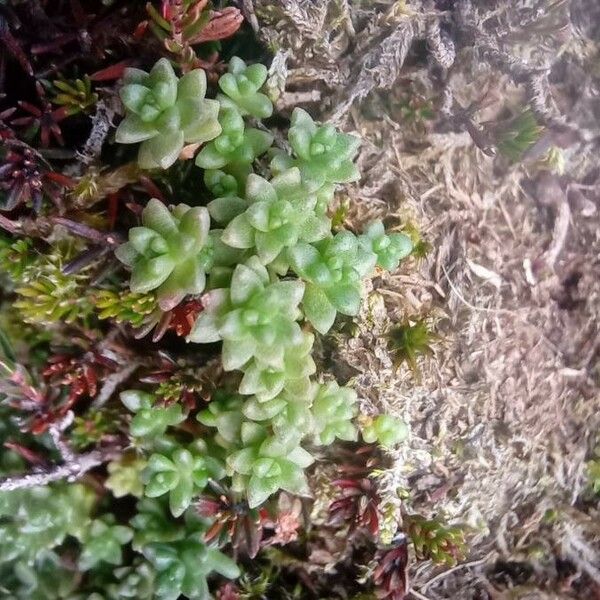 Sedum anglicum Yaprak