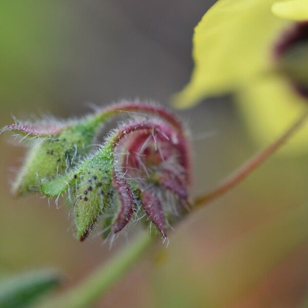 Tuberaria guttata Flower