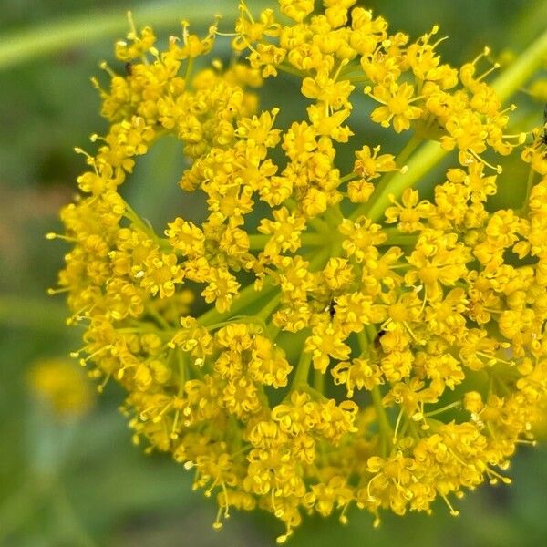 Ferula communis Floare