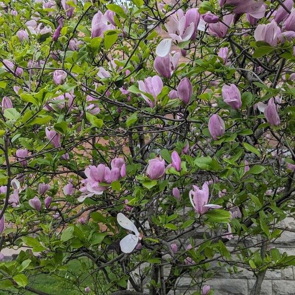 Magnolia × soulangeana Fleur