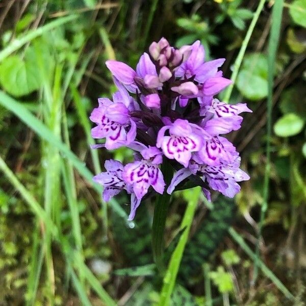 Dactylorhiza fuchsii Flower