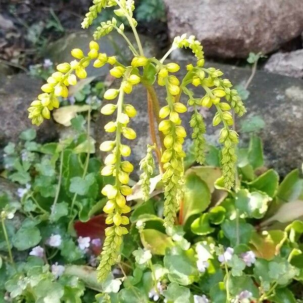 Chiastophyllum oppositifolium Flower