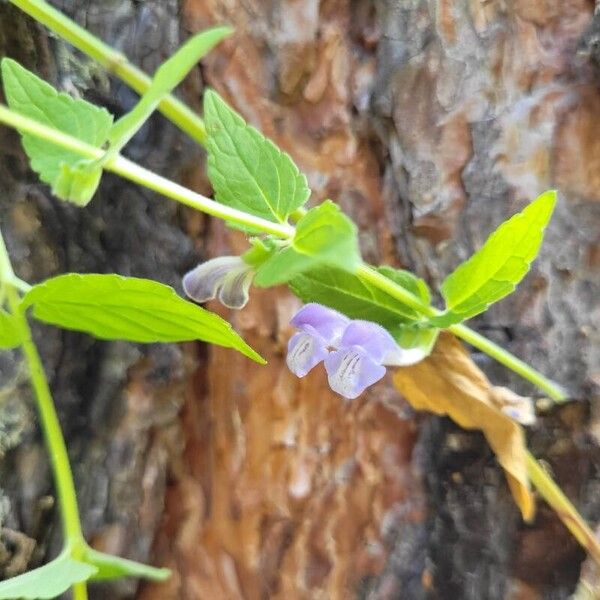 Dracocephalum ruyschiana Flor