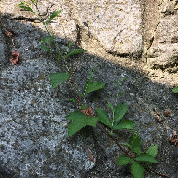 Geum laciniatum Feuille