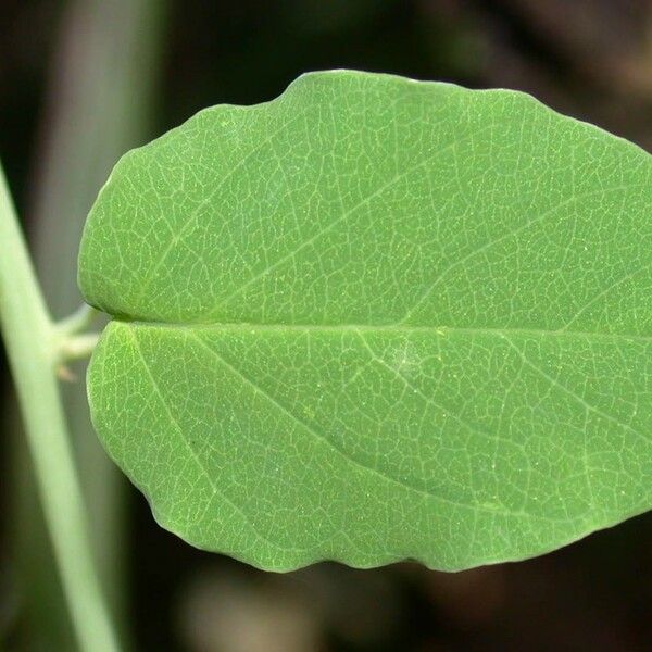 Passiflora arbelaezii Leaf