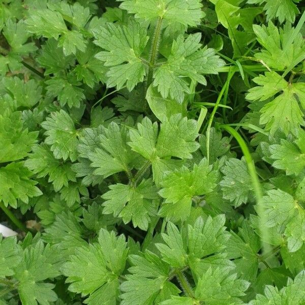 Ranunculus repens Leaf