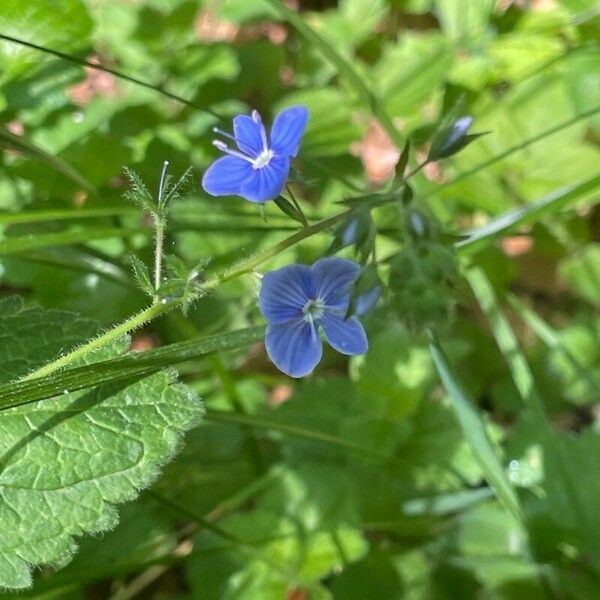 Veronica chamaedrys Flor