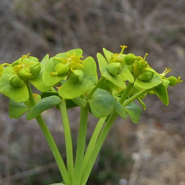 Euphorbia segetalis Flower