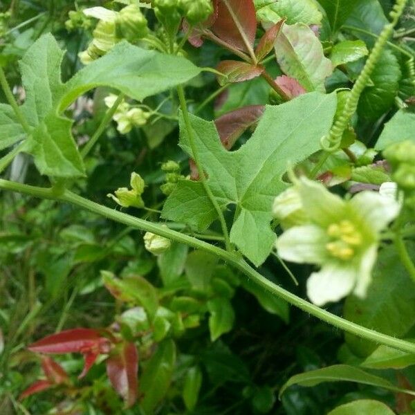 Bryonia alba Flower