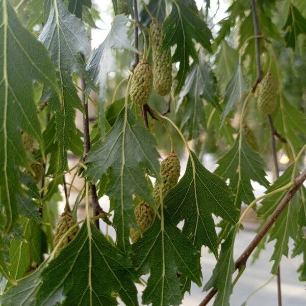 Betula pendula Листок