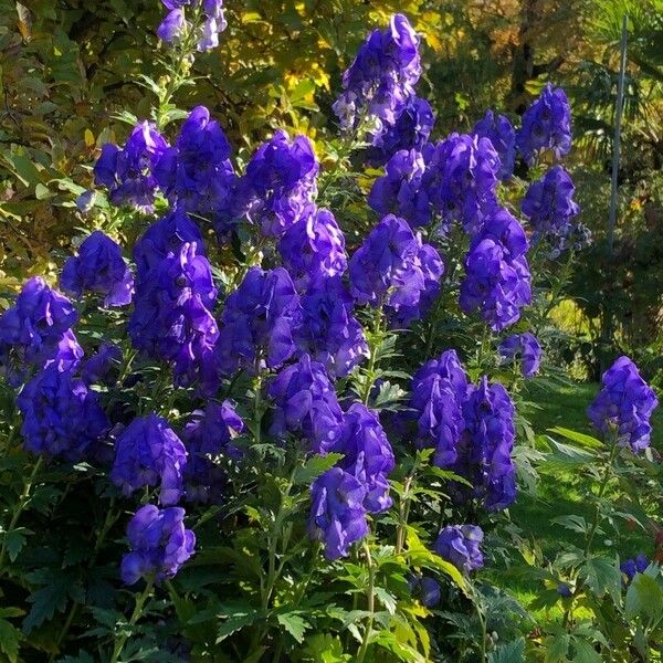 Aconitum carmichaelii ফুল