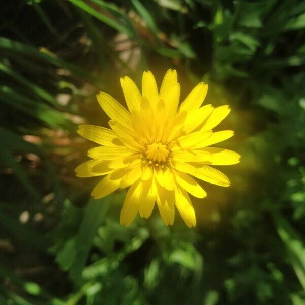 Hyoseris radiata Flor