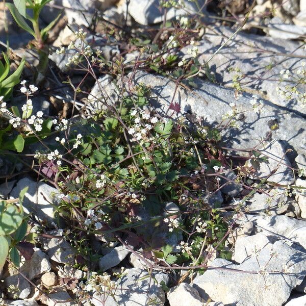 Ptychotis saxifraga