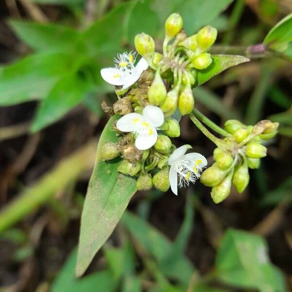 Callisia serrulata 花