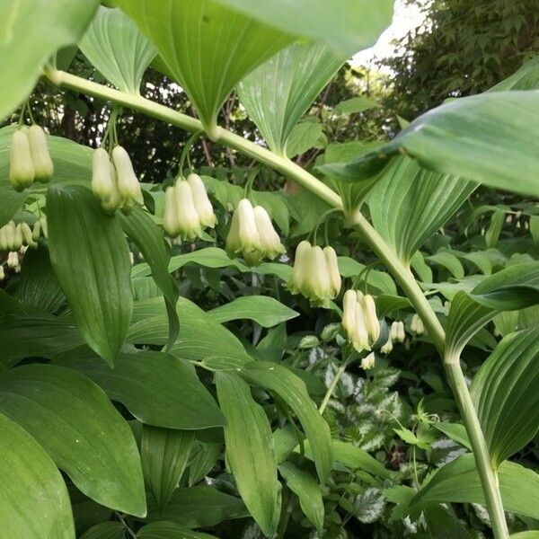 Polygonatum odoratum Кветка