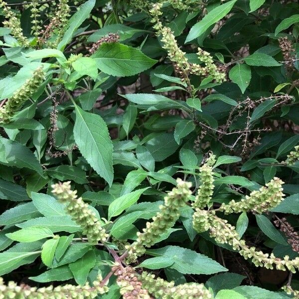 Ocimum gratissimum Leaf