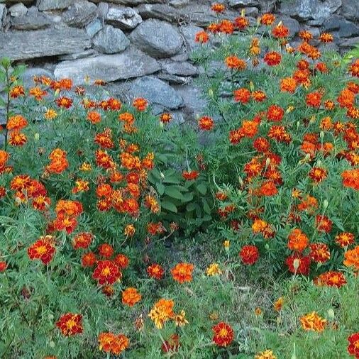 Tagetes patula आदत