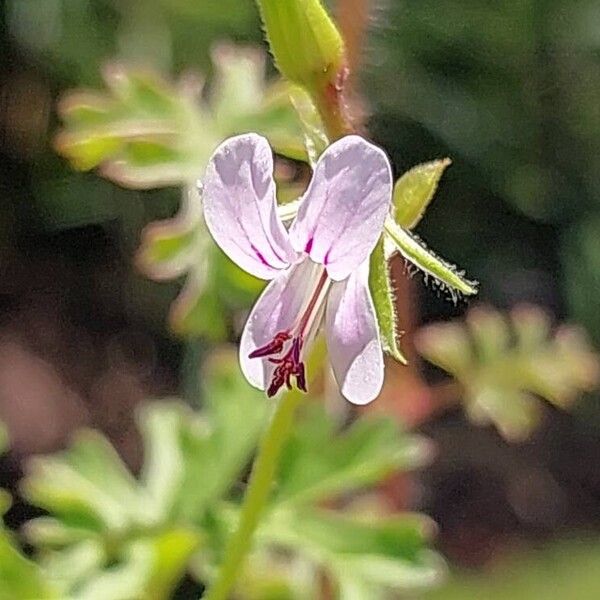 Pelargonium whytei Cvet