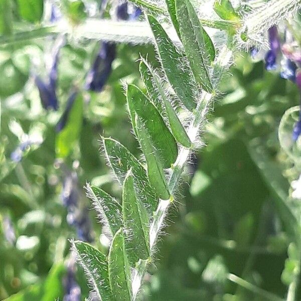 Vicia villosa Levél