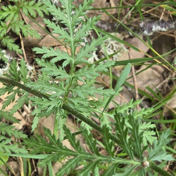 Tanacetum corymbosum Лист