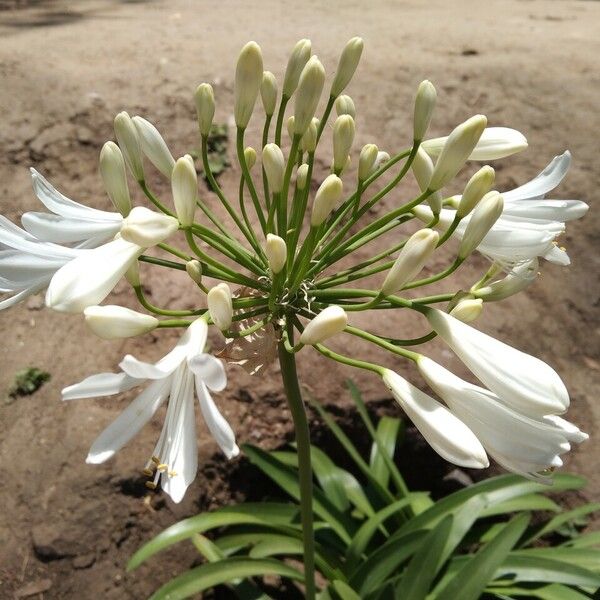 Agapanthus africanus Virág