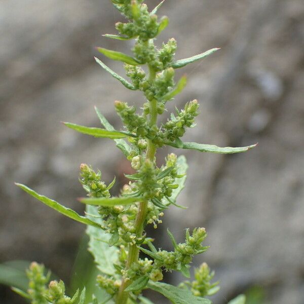 Dysphania ambrosioides Blomst