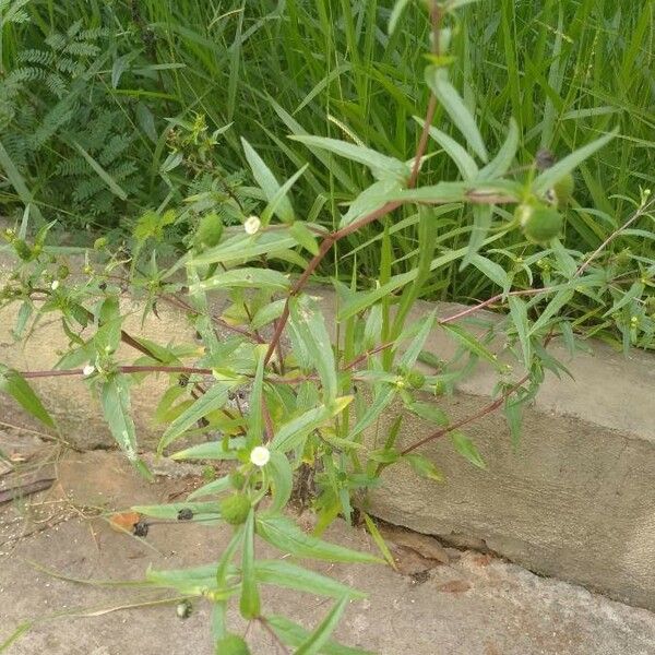 Eclipta prostrata Leaf